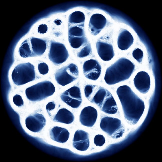 SlimeOrganism
